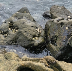 Pachygrapsus marmoratus