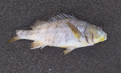 Conodon nobilis