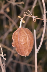 Urvillea