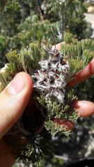 Paranomus tomentosus