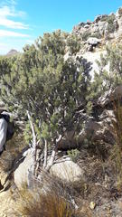 Paranomus tomentosus