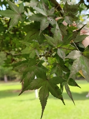 Acer palmatum