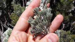 Paranomus tomentosus