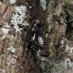 Salticus zebraneus