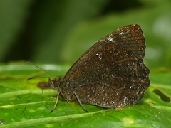 Pedaliodes simpla