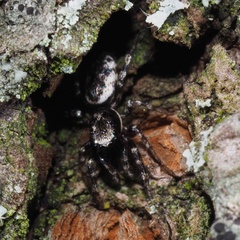Salticus zebraneus