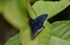 Pyrrhopyge phidias