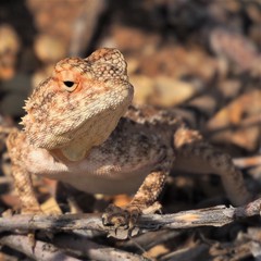 Agama anchietae