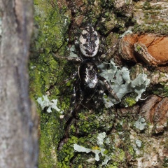 Salticus zebraneus