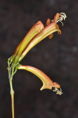 Tecoma fulva garrocha