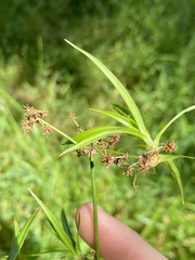 Scirpus atrovirens