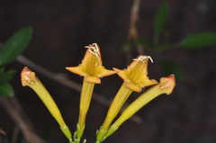Tecoma fulva garrocha