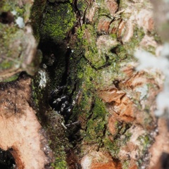 Salticus zebraneus