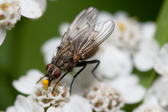 Anthomyia