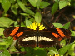 Podotricha telesiphe