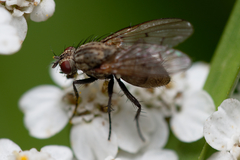 Anthomyia