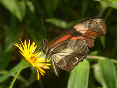 Podotricha telesiphe