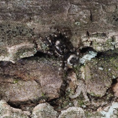 Salticus zebraneus