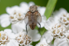 Anthomyia