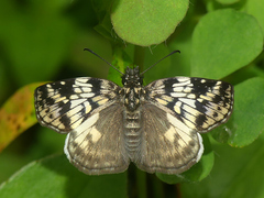 Potamanaxas laoma
