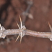 Plectrocarpa rougesii - Photo (c) aacocucci, algunos derechos reservados (CC BY-NC), subido por aacocucci