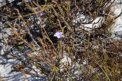 Roella triflora