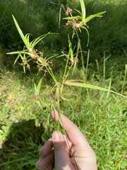 Scirpus atrovirens