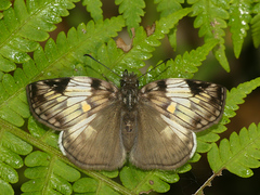 Potamanaxas