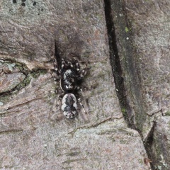 Salticus zebraneus