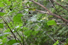 Dioscorea nipponica