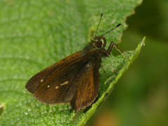 Psoralis degener