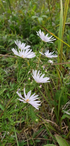 Image of Symphyotrichum kentuckiense by (c) Stephan Eselgroth, some rights reserved (CC BY-SA)