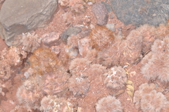 Tephrocactus molinensis