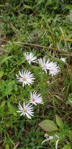 Image of Symphyotrichum kentuckiense by (c) Stephan Eselgroth, some rights reserved (CC BY-SA)