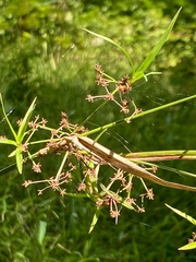 Scirpus atrovirens
