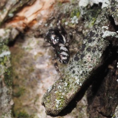 Salticus zebraneus