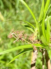 Scirpus atrovirens