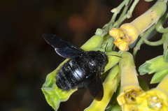 Xylocopa atamisquensis