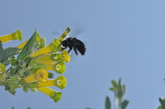 Xylocopa atamisquensis