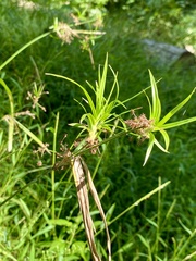 Scirpus atrovirens