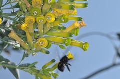 Xylocopa atamisquensis