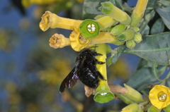 Xylocopa atamisquensis