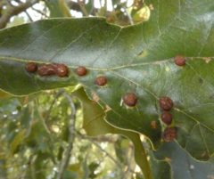 Polystepha symmetrica
