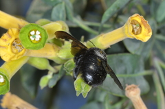 Xylocopa atamisquensis
