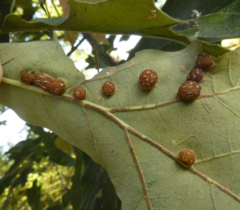 Polystepha symmetrica