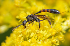 Gasteruption assectator