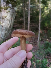 Lactarius fallax