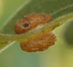 Polystepha symmetrica