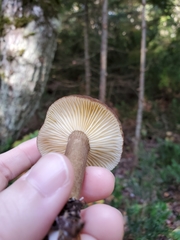 Lactarius fallax