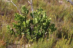 Olea capensis capensis